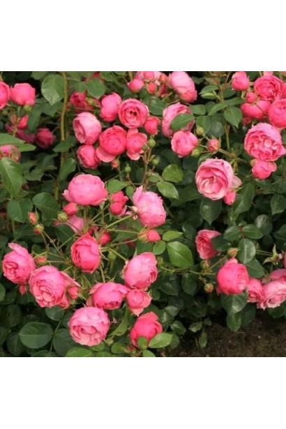 Троянда рожевого кольору Помпонелла